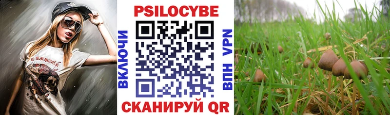 где можно купить Жиздра Галлюциногенные грибы GOLDEN TEACHER